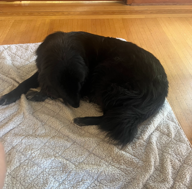 Dogs at Pawty Mansion outdoor time
