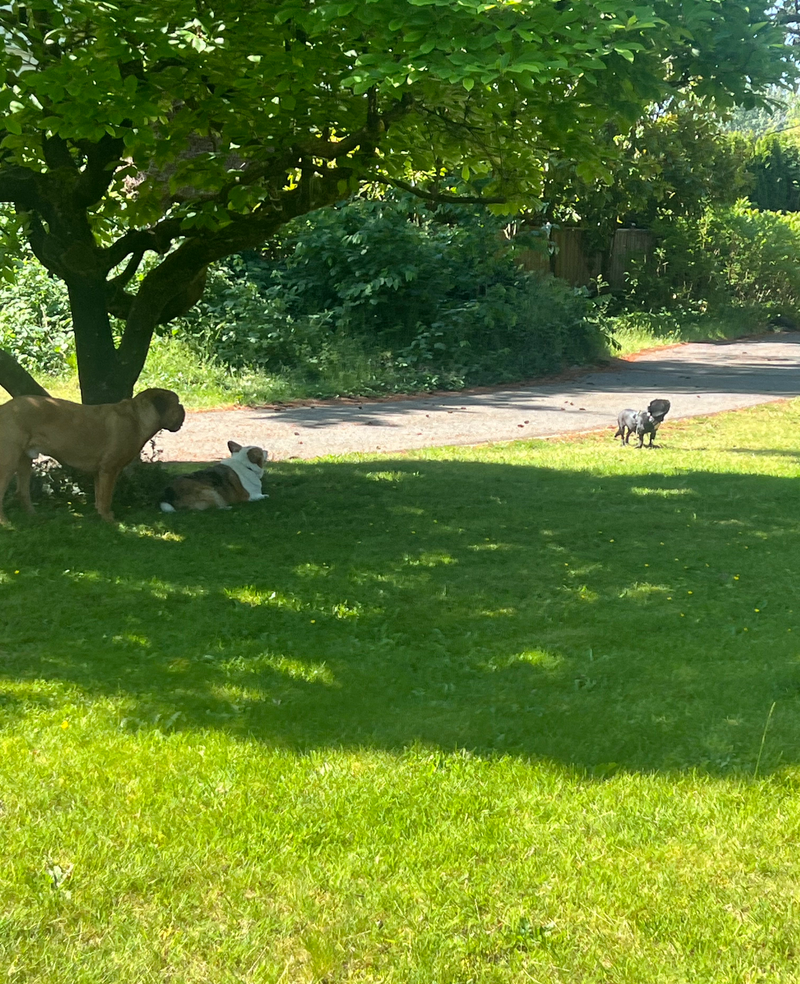 Pack leaders caring for dogs