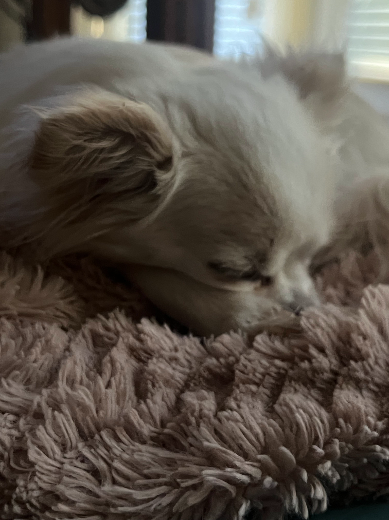 Dog relaxing in the Pawty Mansion sanctuary
