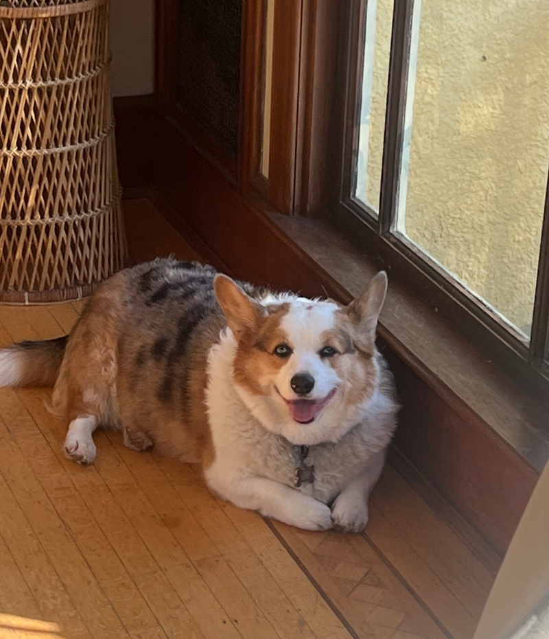 Dog enjoying free-range play time