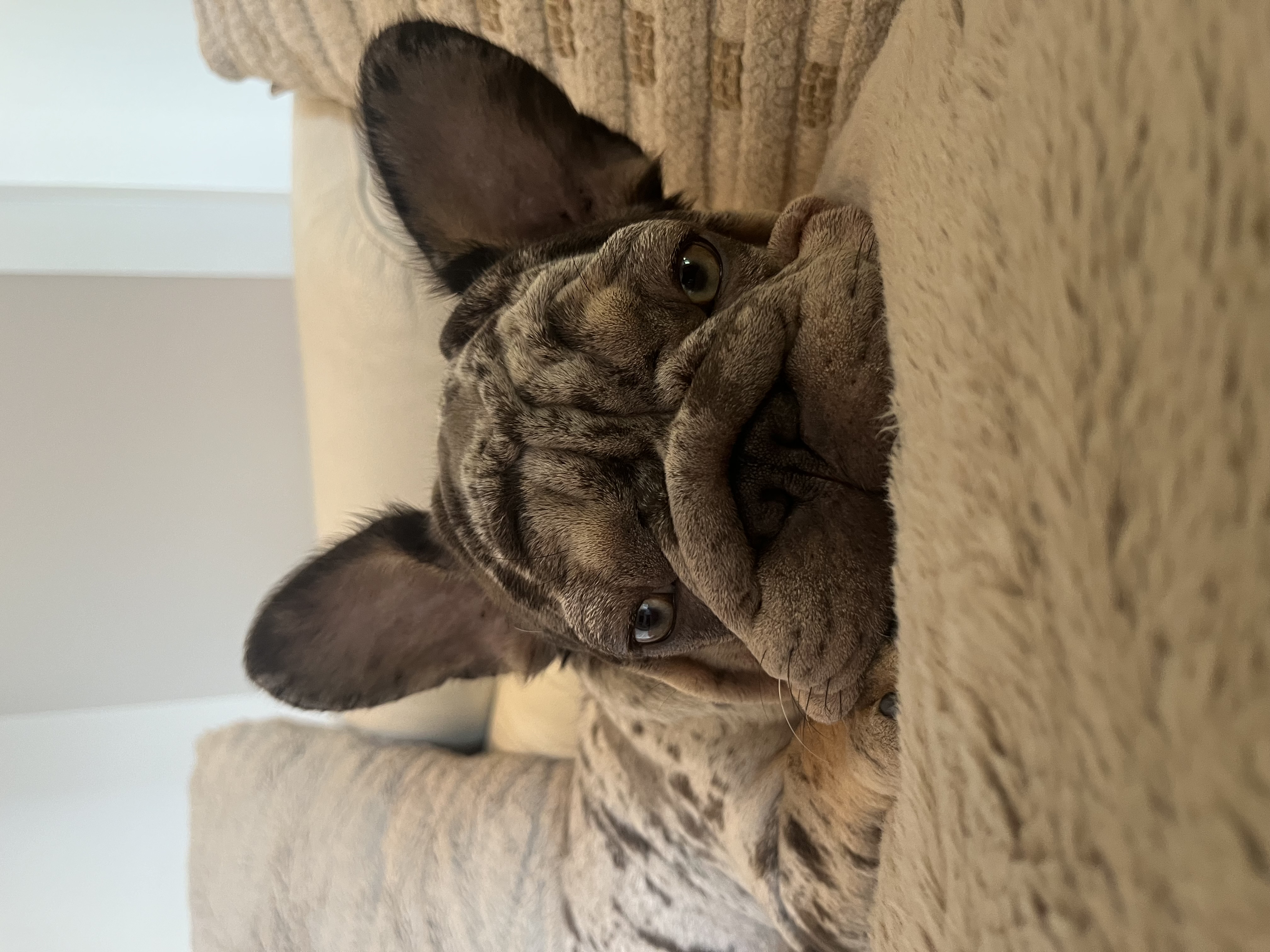 Resident French Bulldog at Pawty Mansion