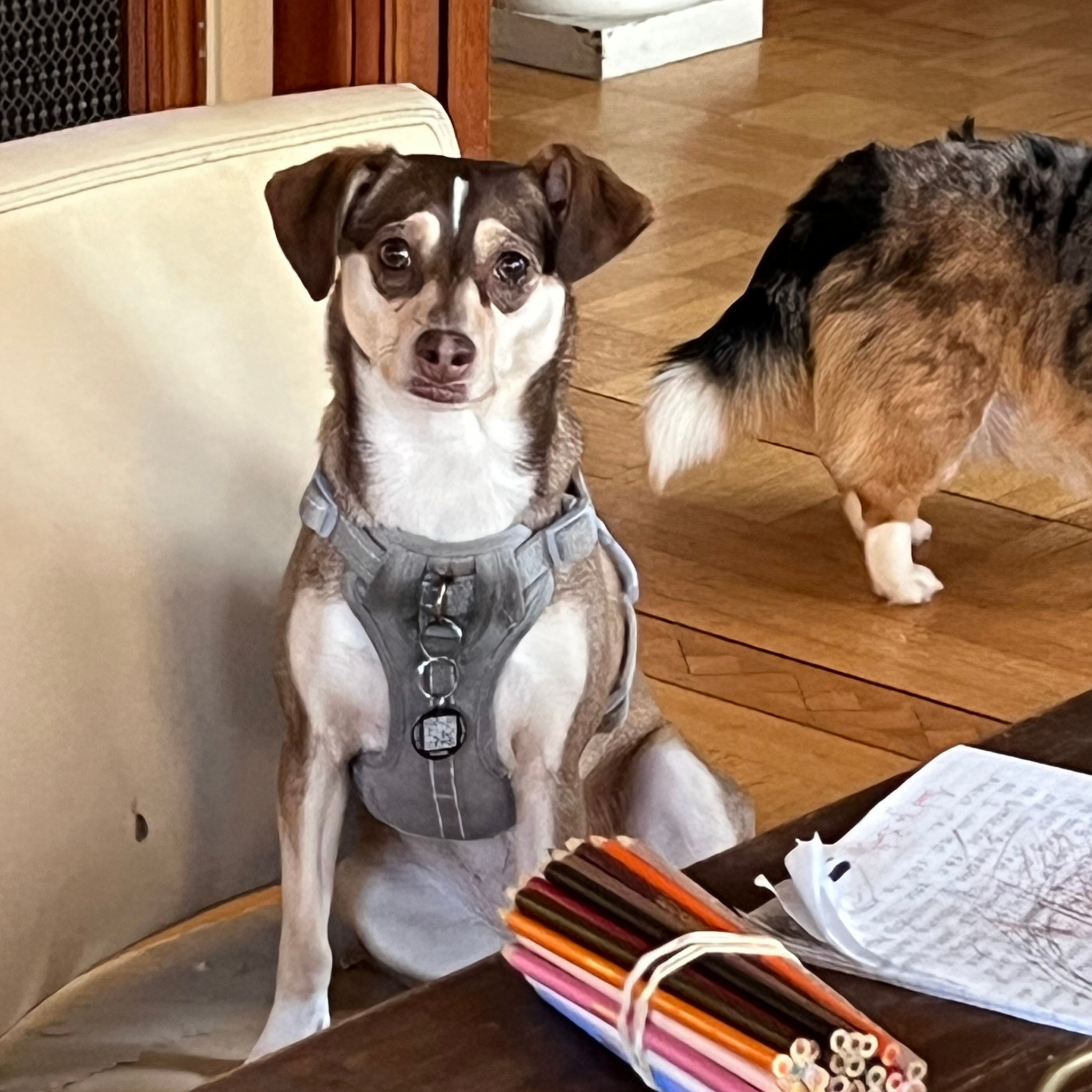 Dogs enjoying the Pawty Mansion experience