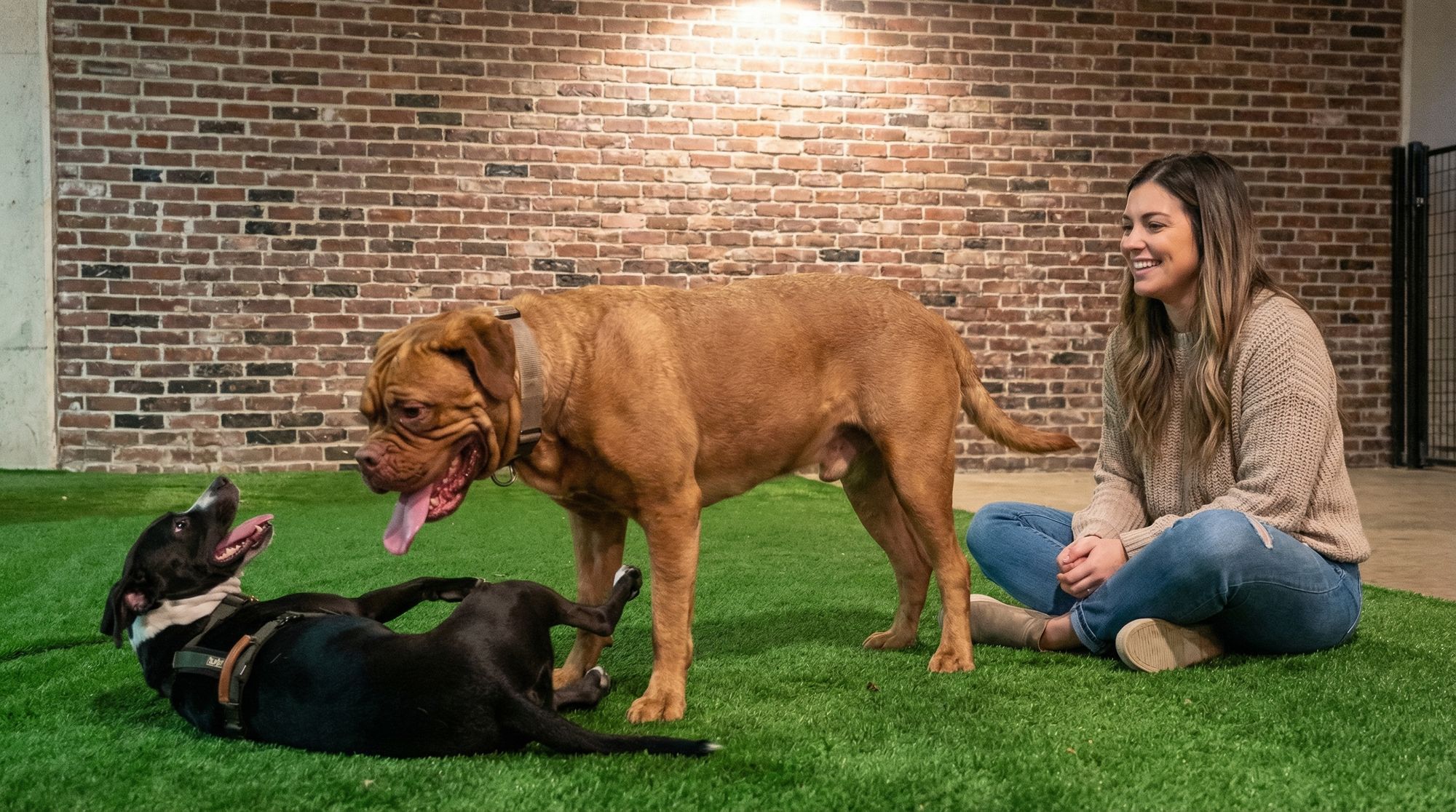 Pawty Mansion luxury dog boarding