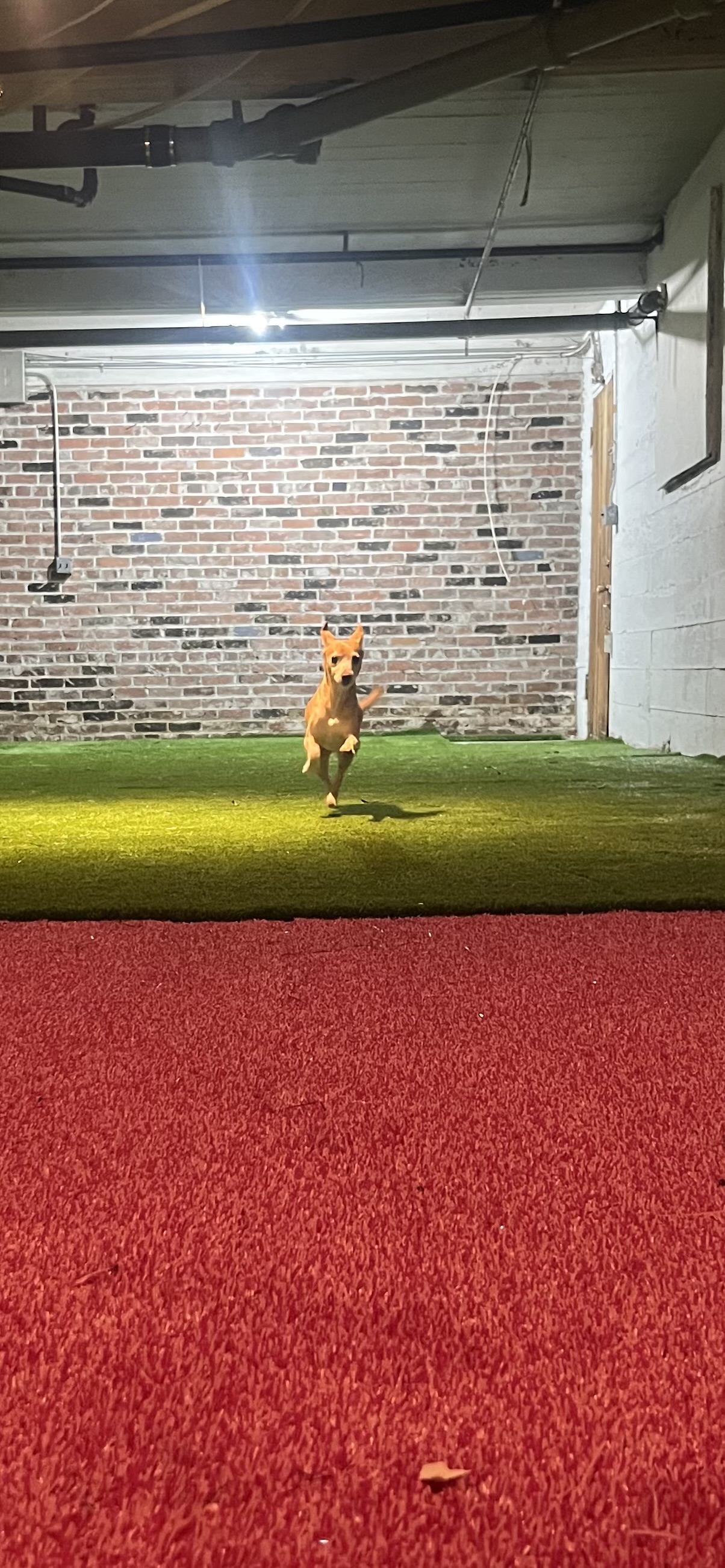 Dogs playing at Pawty Mansion indoor park