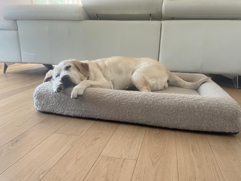 A dog resting on a soft bed beside the sofa at Pawty Mansion